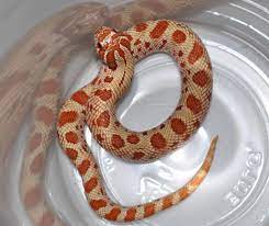 Toffeeconda Hognose Snake Snake Colorful Snakes