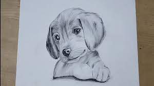 In addition to the commissioned drawings, you now have another drawing of a wild leopard drawn using pencils. Pencil Drawing Of A Puppy Youtube