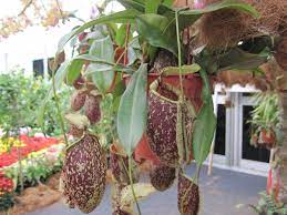 But what about lemang periuk kera? File Periuk Kera Jpg Wikimedia Commons