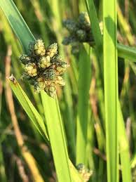 Image result for Schoenoplectiella mucronata