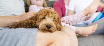 On purchase of this product you will receive qty x 10 puppy deposit receipts printed on quality paper 110gsm. The Puppy Contract For Responsible Puppy Breeding And Buying