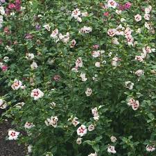 LIL' KIM® Rose of Sharon