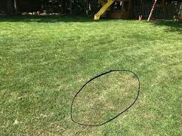 Check spelling or type a new query. Fescue Dieoff Every Summer In Same Spots The Lawn Forum