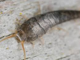 Wenn es im schlafzimmer plötzlich krabbelt, ist dieses für die meisten menschen mit eher unangenehmen gefühlen verbunden. Silberfische Bekampfen 5 Hausmittel Gegen Silberfischchen Wunderweib