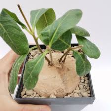 Image result for Raphionacme madiensis