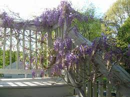 Pin On My Gardens
