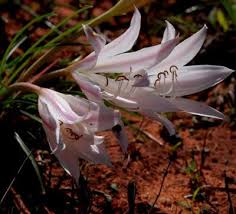 Image result for Xerophyta zambiana
