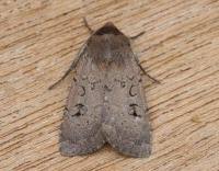 Image result for Graphiphora augur