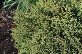 Image result for Hetaeria occidentalis