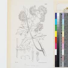 Image result for Solanecio sp.no.1