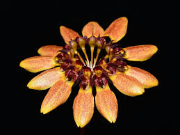 Image result for Bulbophyllum fuscum