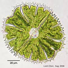 Image result for Microchloa altera