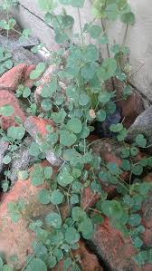 Image result for Drymaria