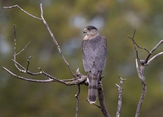 Cooper's Hawk | The Peregrine Fund