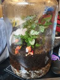 The waterfall is going to be tougher. Is This Too Much Water First Terrarium Closed Terrariums