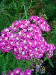 Natice To Ca And Comes In Many Colors Achillea Millefolium Common Yarrow Millfoil Achillea Millefolium Achillea Native Garden