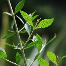 Before You Purchase The Beginner S Guide To Henna Henna Plant Evergreen Plants Plants