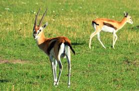 Antonio giampaolo per maestro production regia: Gazelle Description Habitat Image Diet And Interesting Facts