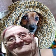 Introduction and photo of long hair chihuahua