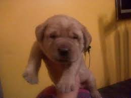 Beautiful and healthy labrador puppies available for their forever home. Akc Labrador Puppies For Sale In Wilkes Barre Pennsylvania Classified Americanlisted Com