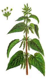 Image result for Urtica