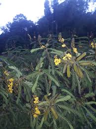 Image result for Schizozygia coffaeoides