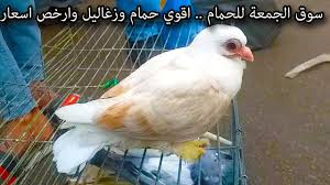 سوق الجمعة للحمام اجمل وارخص الاسعار بتاريخ 4 12 2020 youtube