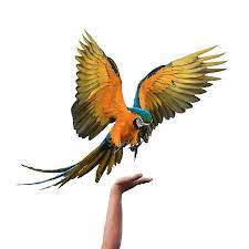 New users enjoy 60% off. Macaw Parrot Isolated On White Background With Clipping Path Stock Photo Macaw Macaw Parrot Jungle Birds