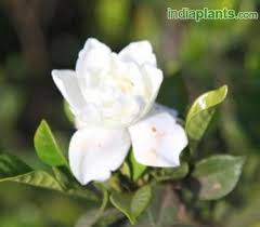 We did not find results for: Indiaplants Com Plant Details