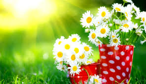 Flowers Nature Wallpapers Desktop Backgrounds Hd Wallpapers Most Beautiful Flowers Wallpapers For Desktop 2935249 Hd Wallpaper Backgrounds Download 277,000+ vectors, stock photos & psd files.