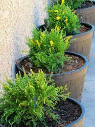 Potted Sweet Broom Broom Plant Sweet Broom Plants