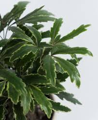 Image result for Elymandra