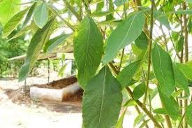 Sambung nyawa merupakan nama tanaman berkhasiat obat. Manfaat Daun Sambung Nyawa Atau Daun Africa Ramuan Untuk Kanker Kista Jantung Kabar Daerah Jawa Barat