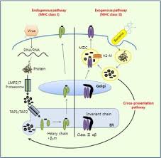 Image result for Antigen Processing