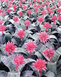 Image result for Aechmea