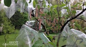 A cover is used to hold heat around the tree. Growing Organic Apples With Fruit Bagging The Experiment