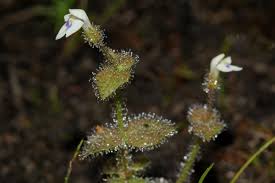 Image result for Crepidorhopalon