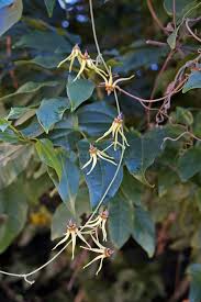 Image result for Turbina longiflora