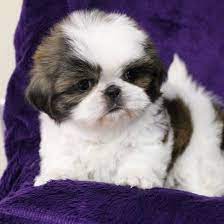 Maybe you would like to learn more about one of these? Lil Cutie Shih Tzus Home Facebook