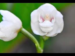 It is commonly referred to as the holy ghost orchid, dove orchid or flower of the holy spirit in english, and, as the flor del espiritu santo in spanish. Tauben Orchidee Peristeria Elata Youtube