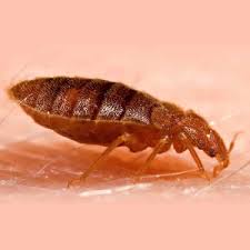 Bed bug bites may lead to skin changes ranging from small areas of redness to prominent blisters. Houston Pest Control