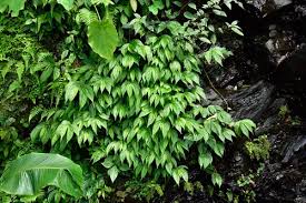 Image result for Elatostema monticola