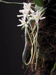 Image result for Mystacidium venosum