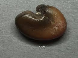 Image result for Crotalaria reptans- intermediates with pisicarpa