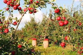 Maybe you would like to learn more about one of these? How To Grow Fruit Trees Marshalls