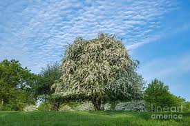 Hawthorn or hawthorns may refer to: Flowering Hawthorn Tree In Spring Photograph By Tim Gainey