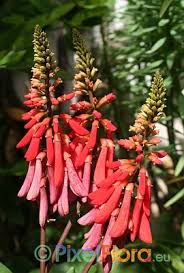 Image result for Erythrina livingstoniana