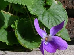 Image result for Violaceae