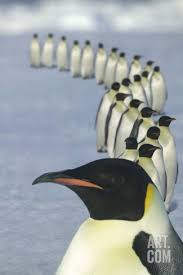 Emperor Penguins Marching Photographic Print Penguen Hayvanlar Alemi Hayvanlar