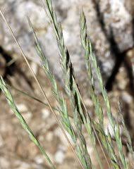 Image result for Panicum pectinellum